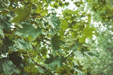 Green leaves as a background. Background for design. Background of leaves. Su Stock Photos