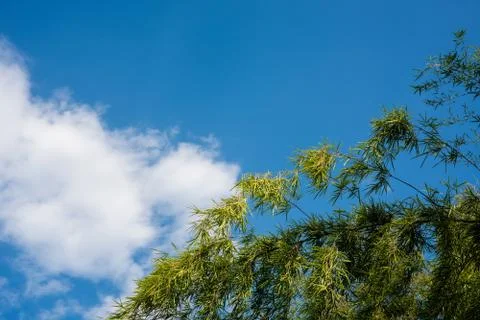 Green leaves on a background of blue sky and clouds Stock Photos