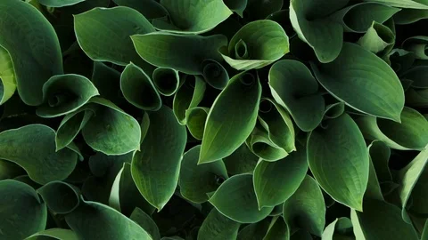 Green leaves, background concepts. top view Stock Footage 109226499