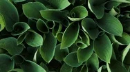 Green Leaves, Background Concepts. Top View Stock Footage