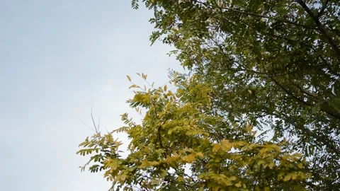 Green leaves background with copy space. leaves swing at wind in nature. 動画素材 219781225