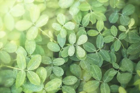 Green leaves background with design space Stock Photos