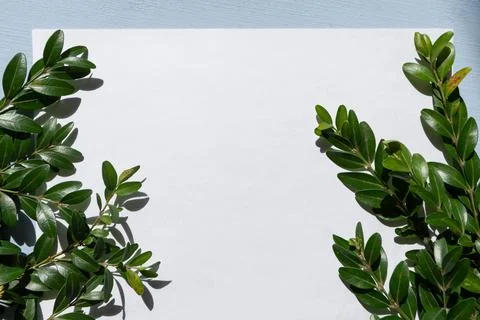 Green leaves background, empty space for text Stock Photos