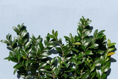 Green leaves background, empty space for text Stock Photos