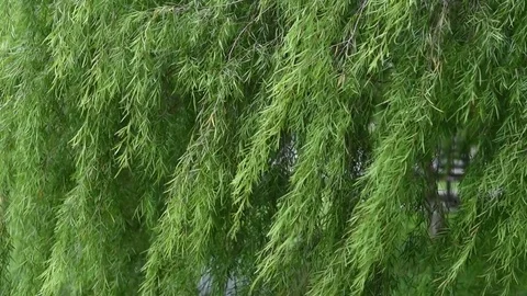 Green leaves background Stock Footage 83305735