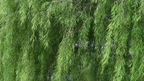 Green leaves background Video stock 83305888