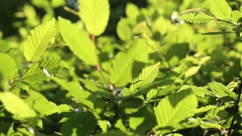 Green leaves  background Stock Footage 89805920