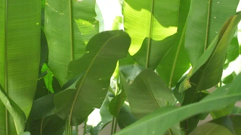 Green leaves on background Stock Footage 99615994