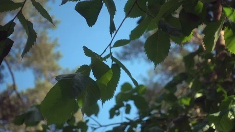 Green leaves background Stock Footage 108647505