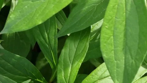 Green leaves background Stock Footage 220452899