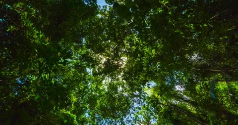 Green leaves background  Stock Footage 233779960
