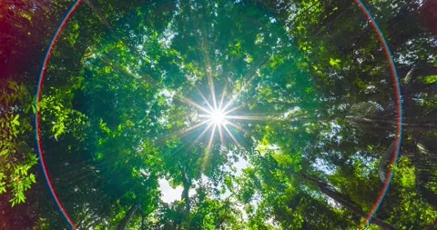 Green leaves background  Stock Footage 233780018