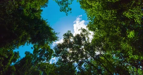 Green leaves background  Stock Footage 233780027