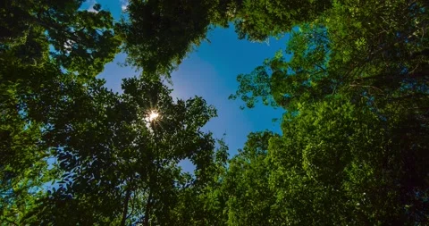 Green leaves background  Stock Footage 233780030