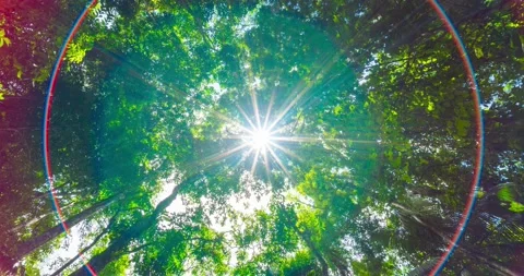 Green leaves background  Stock Footage 233780036