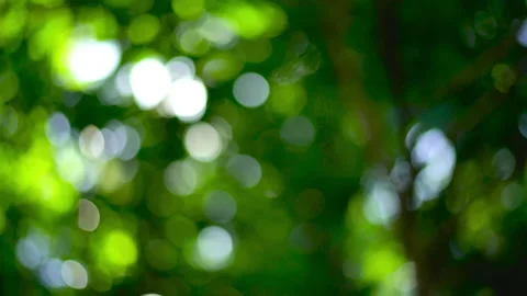 Green leaves background  Stock Footage 233781734