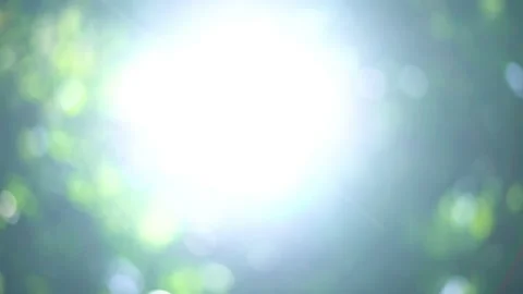 Green leaves background  Stock Footage 233781749