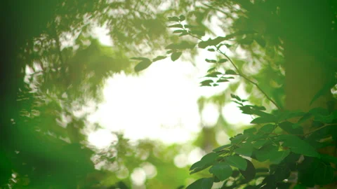 Green leaves background  Stock Footage 233790992