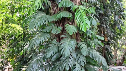 Green leaves background Stock Footage 344840971