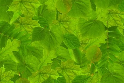 Green leaves background Stock Illustration