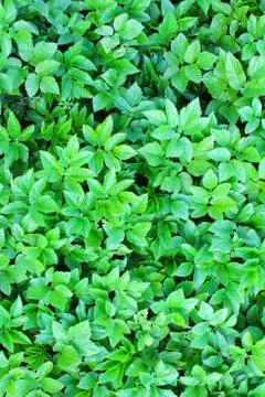 Green leaves as the background image. Stock Photos