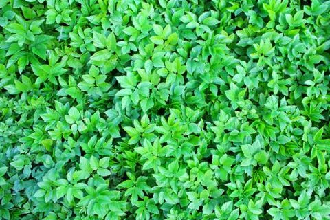 Green leaves as the background image. Stock Photos