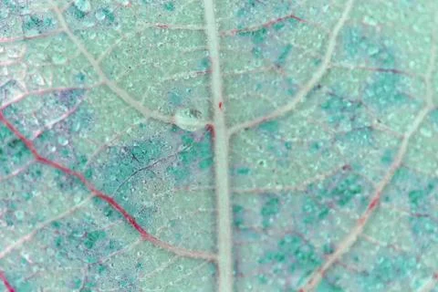 Green leaves background. Leaf texture 스톡 사진