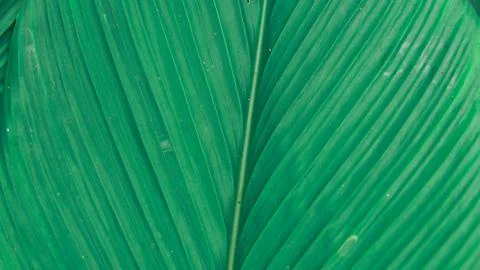 Green leaves background. Leaf texture Stock Photos
