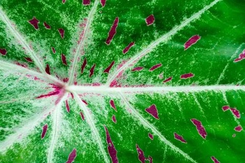 Green leaves background. Leaf texture Stock Photos