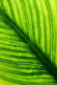 Green leaves background, Leaf texture. natural wallpaper Stock Photos