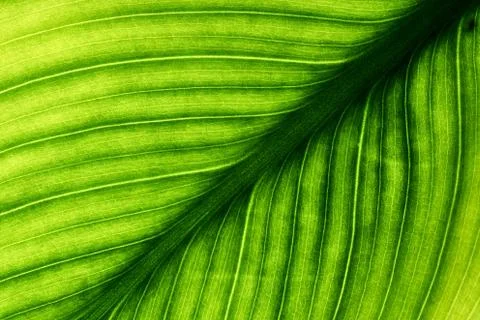 Green leaves background, Leaf texture. natural wallpaper Stockfoto's