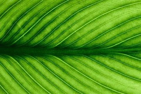 Green leaves background, Leaf texture. natural wallpaper Stock Photos