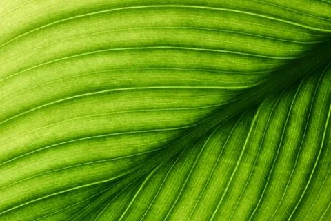 Green leaves background, Leaf texture. natural wallpaper Stock Photos