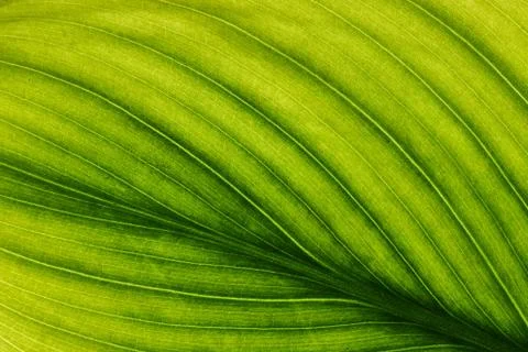 Green leaves background, Leaf texture. natural wallpaper Stock Photos