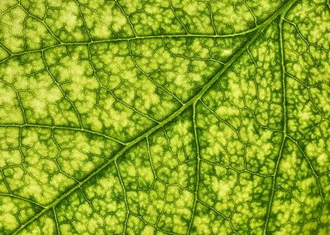 Green leaves background, Leaf texture. natural wallpaper. - image Stock Photos