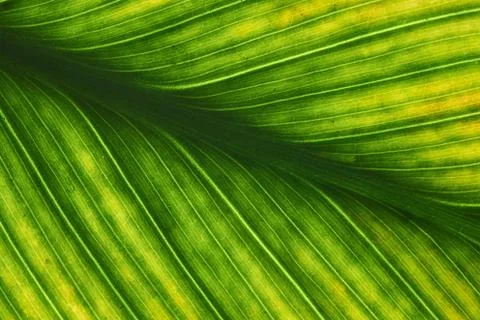 Green leaves background, Leaf texture. natural wallpaper. -image Stock Photos