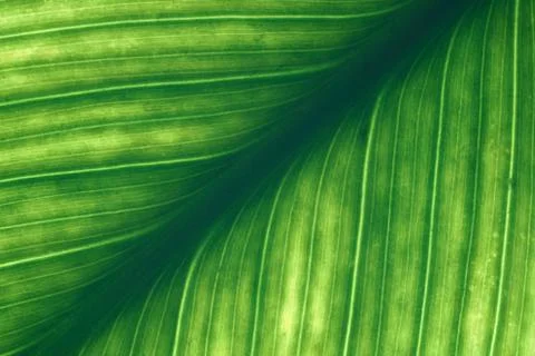 Green leaves background, Leaf texture. natural wallpaper. -image Stock Photos