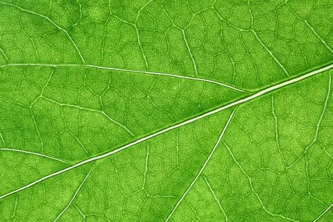 Green leaves background, Leaf texture. natural wallpaper. -image Stockfoto's