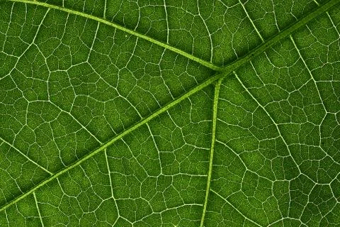 Green leaves background, Leaf texture. natural wallpaper Stock Photos