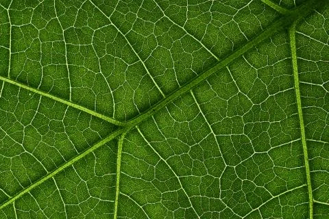 Green leaves background, Leaf texture. natural wallpaper Stock Photos