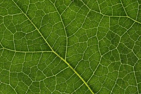 Green leaves background, Leaf texture. natural wallpaper Stock Photos