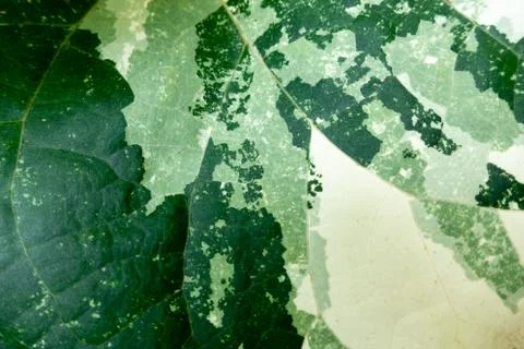 Green leaves background. Leaf texture Stock Photos