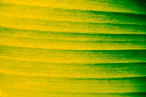 Green leaves background. Leaf texture Stock Photos