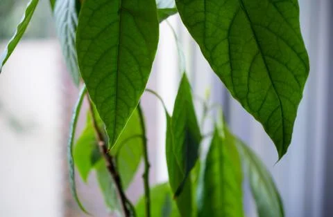 Green leaves background. Leaf texture, green fresh leaf veins macro texture n Stock Photos