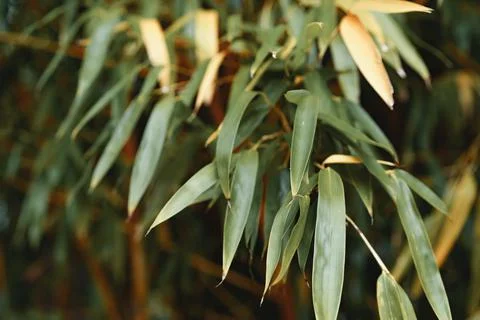 Green leaves for background, leaf texture background Stock Photos