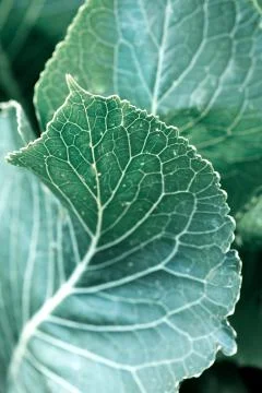 Green leaves background. Macro Leaf nature texture Stock Photos