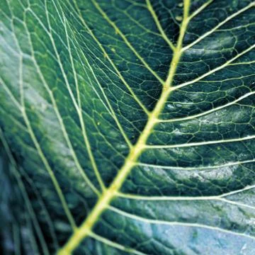 Green leaves background. Macro Leaf nature texture Stock Photos