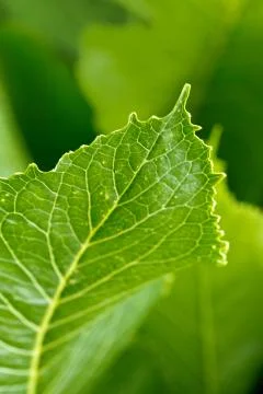 Green leaves background. Macro Leaf nature texture Stock Photos