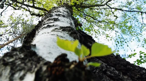Green leaves on a background of an old birch tree. Slider Shot. Stock Footage 39225092
