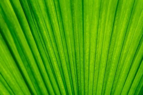 Green leaves background with pattern and space for text 스톡 사진